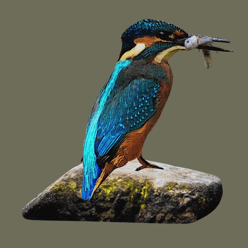 coole vögel, fischendes Eisvogel männchen