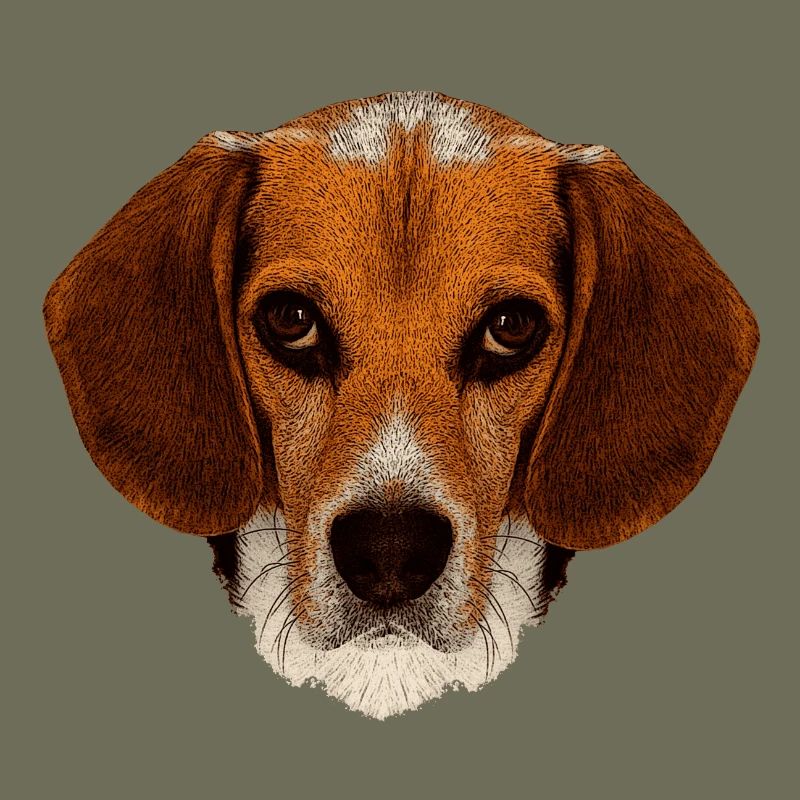 jagdhunde, Beagle leinwand optik