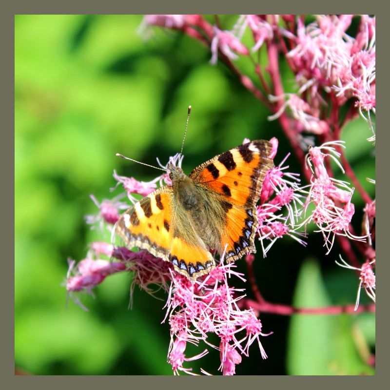 Papillons