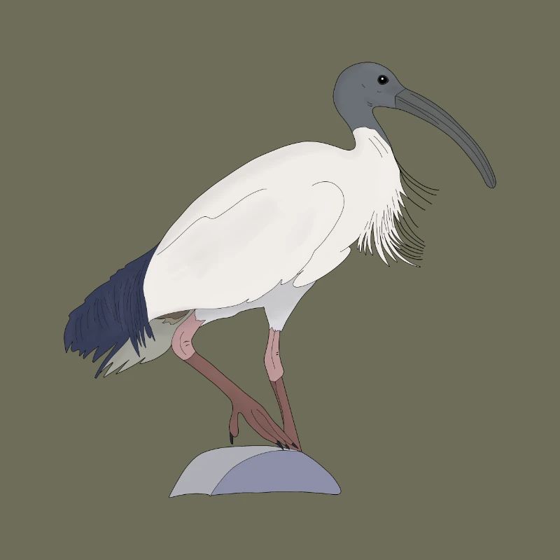 ibis bin Vogel
