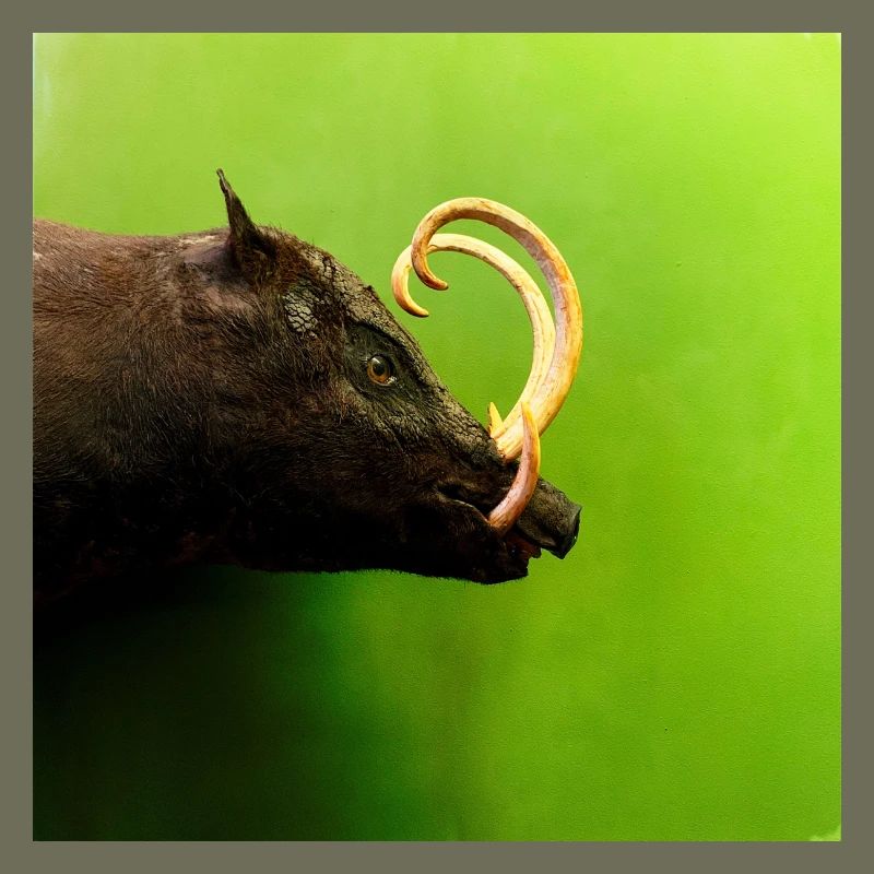 Wild boar