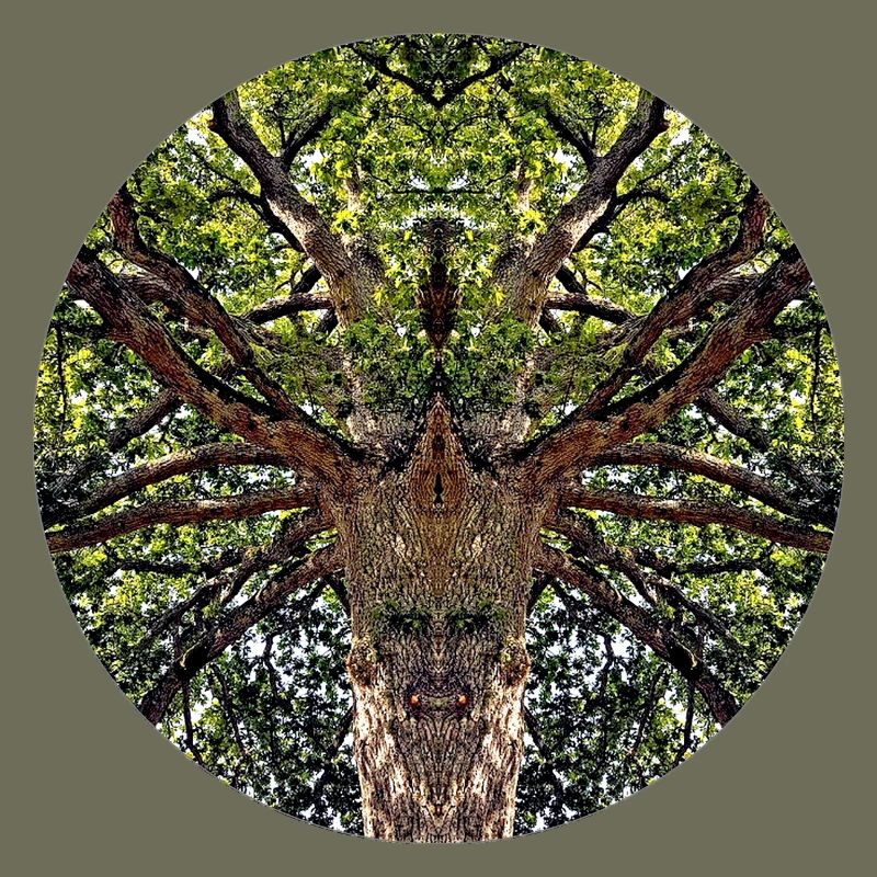 Nature creatures in treetop