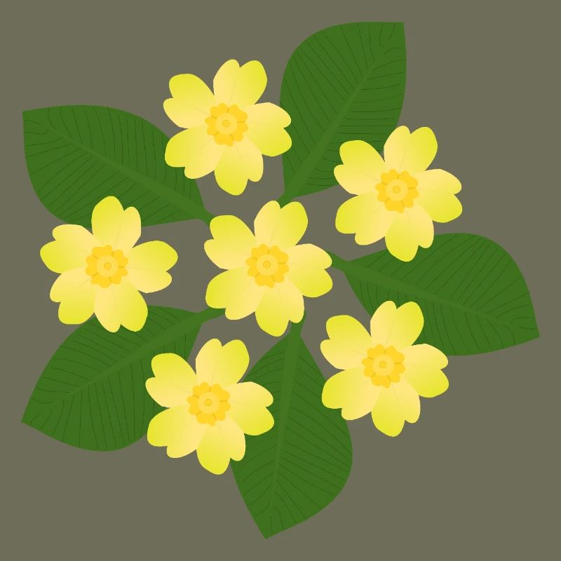 Février, Fleurs de naissance, primevères d’anniversaire, fleur d’anniversaire
