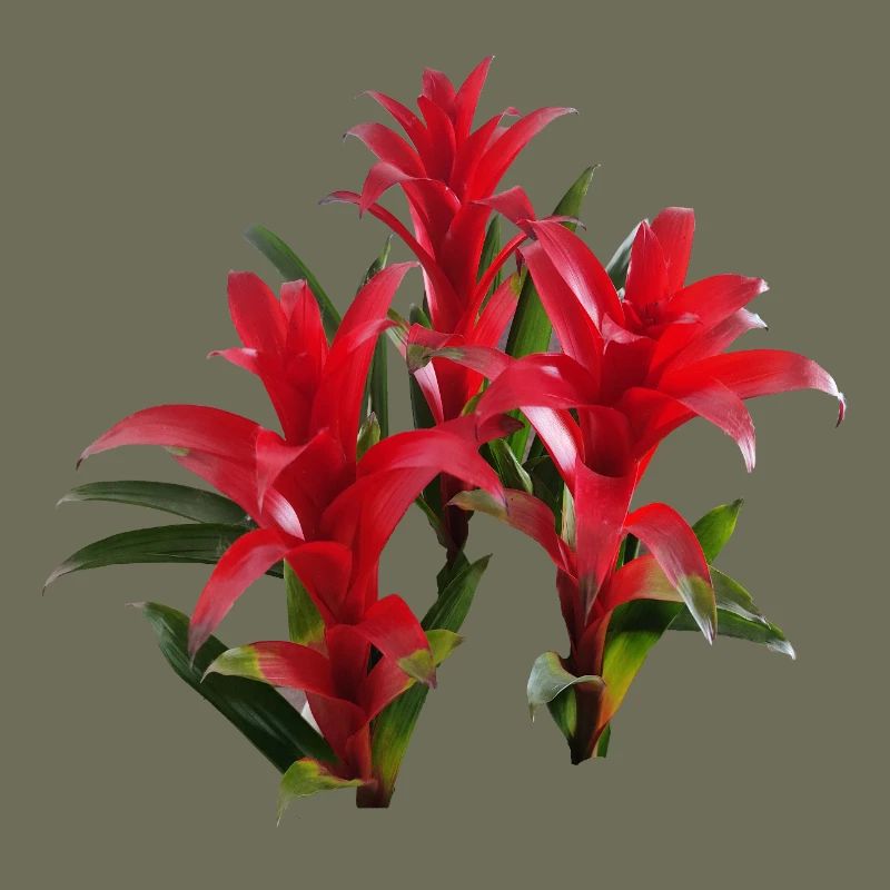 Vibrant_Red_Bromeliads