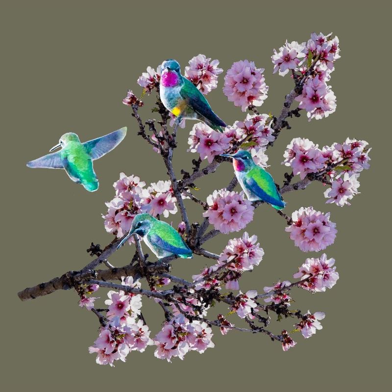 Colibri sous différents angles, fleurs d’amandier