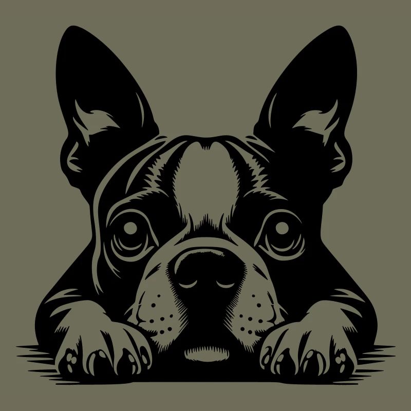 Boston Terrier Kopf mit Pfoten