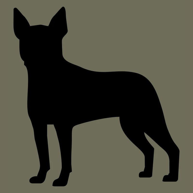 Boston Terrier