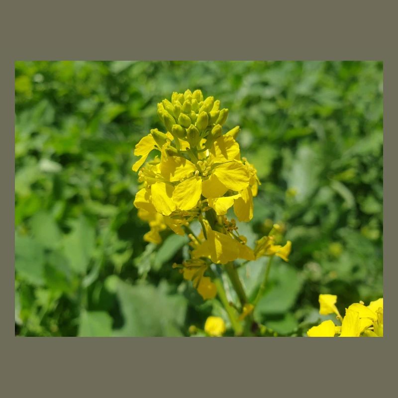 black mustard (in german Schwarzer Senf)