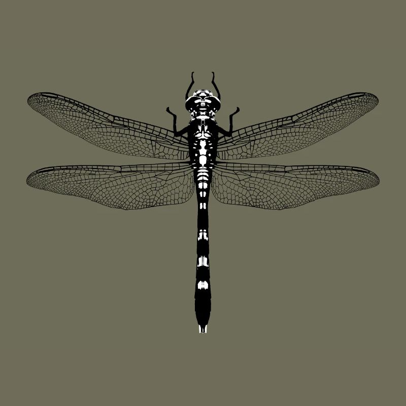 libelle / dragonfly / insect