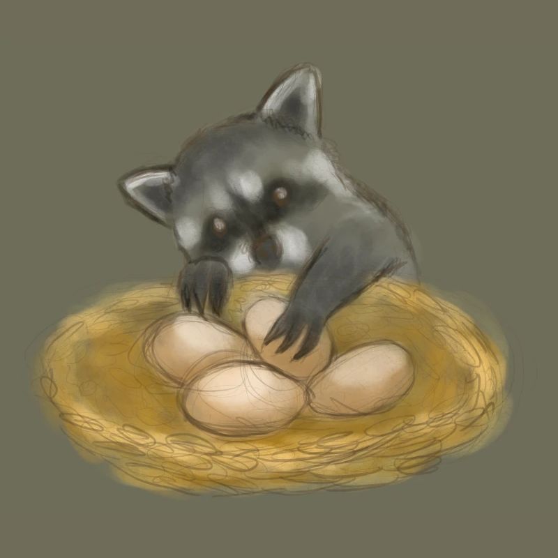 Niedlicher Waschbär-Eierdieb
