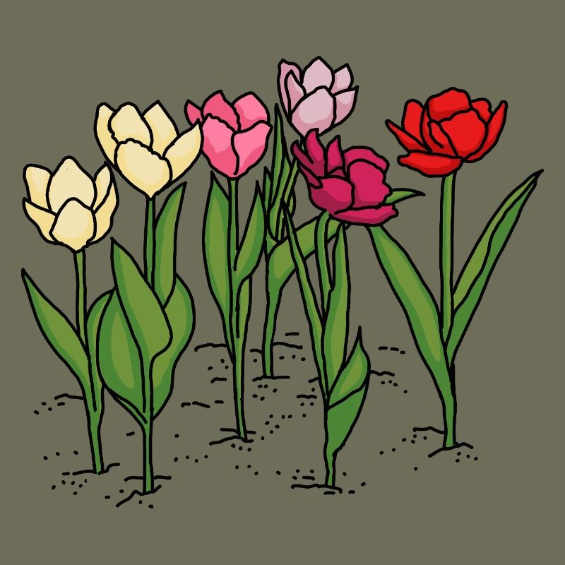 Tulips in spring