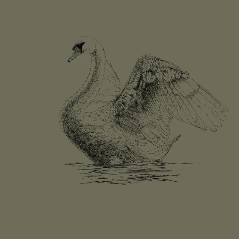 Schwan