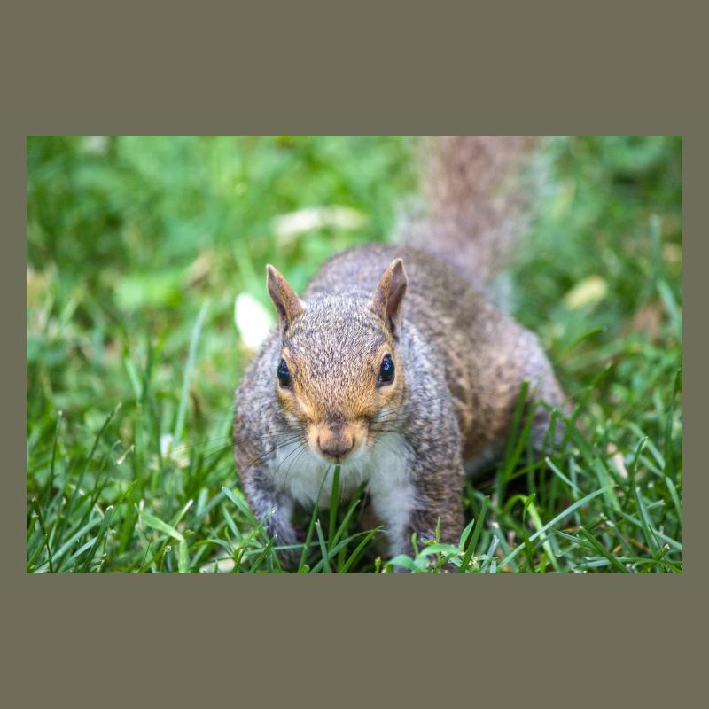 Grauhörnchen Sciurus carolinensis