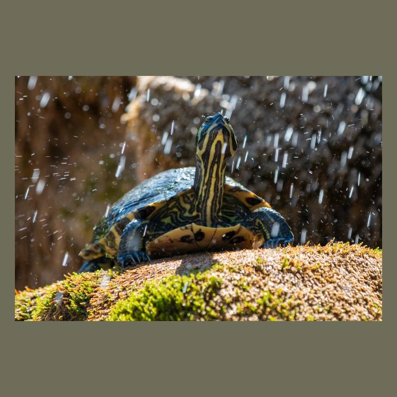 Trachemys scripta scripta scripta