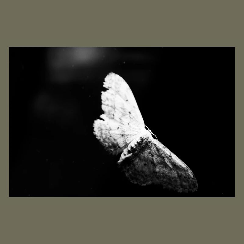 Papillon