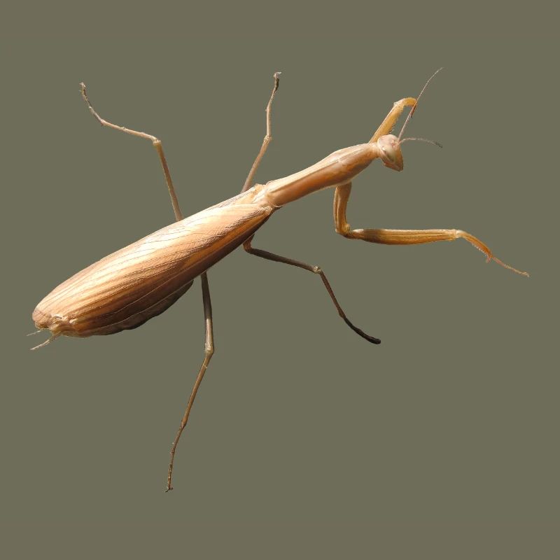 Mantis