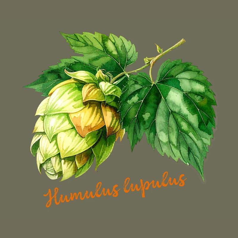 Humulus lupulus - botanical illustration