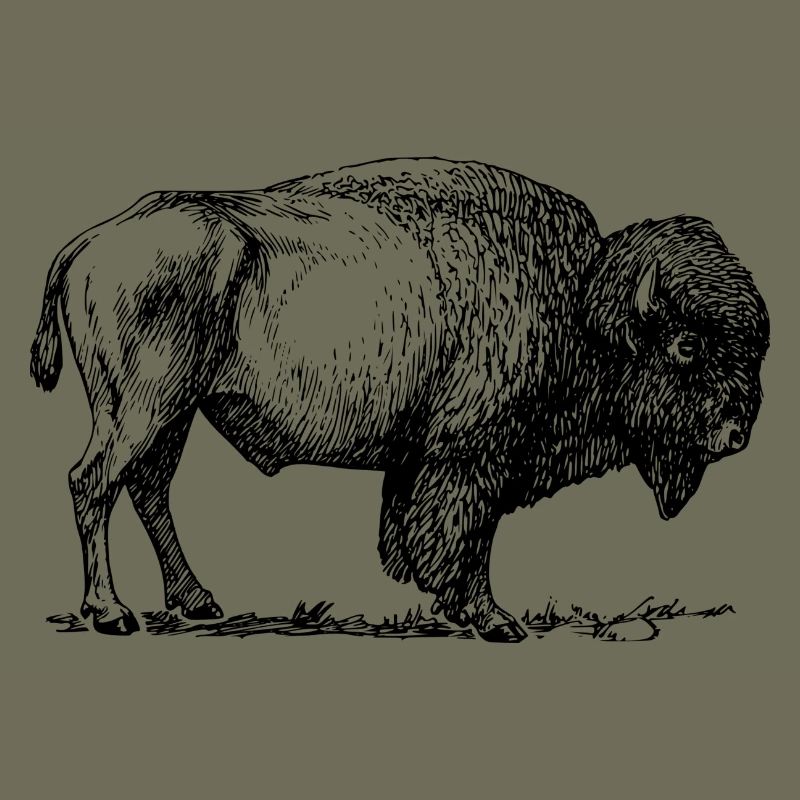 bison