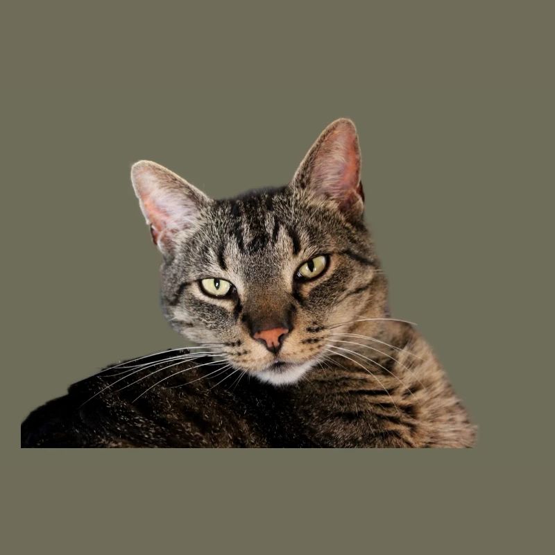 Katze Kätzchen