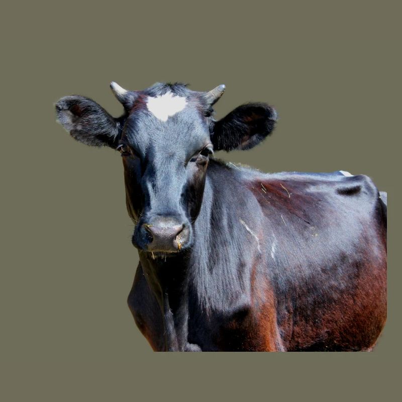 Vache