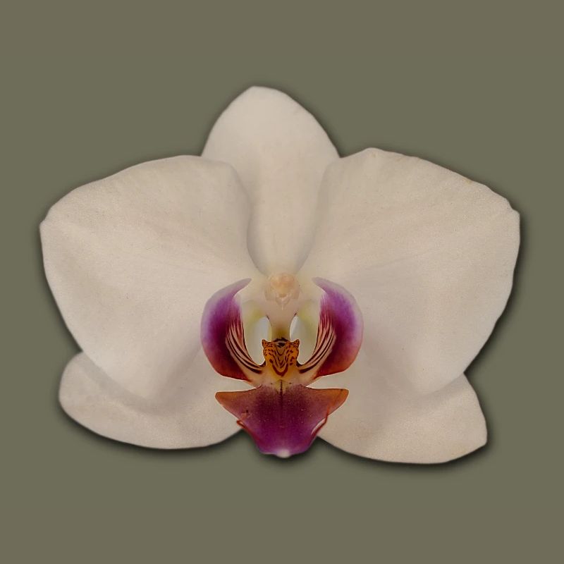 Orchids