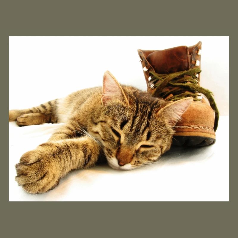 Katze
