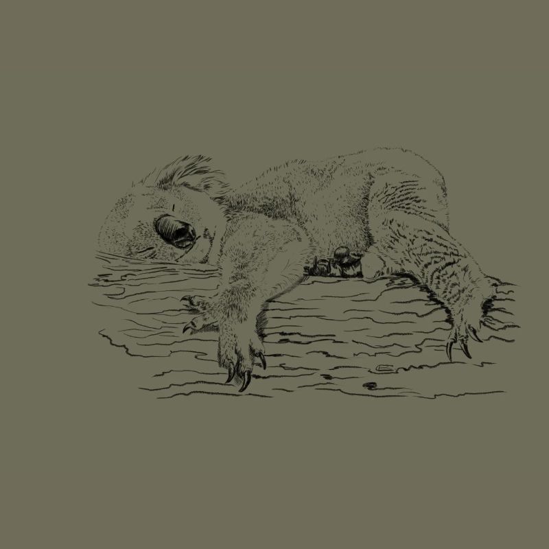 koala bear