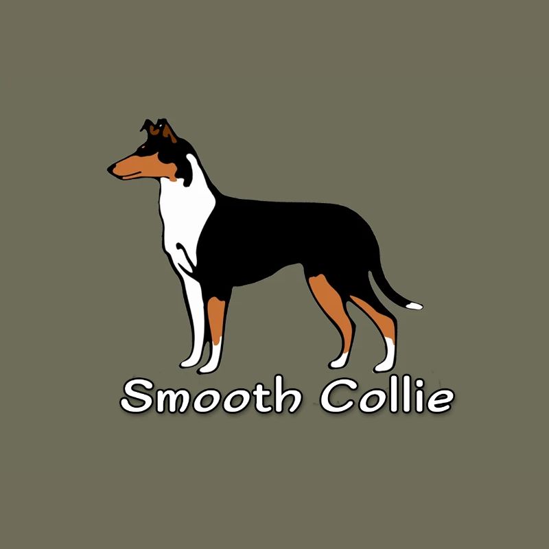 Smooth Collie tricolour