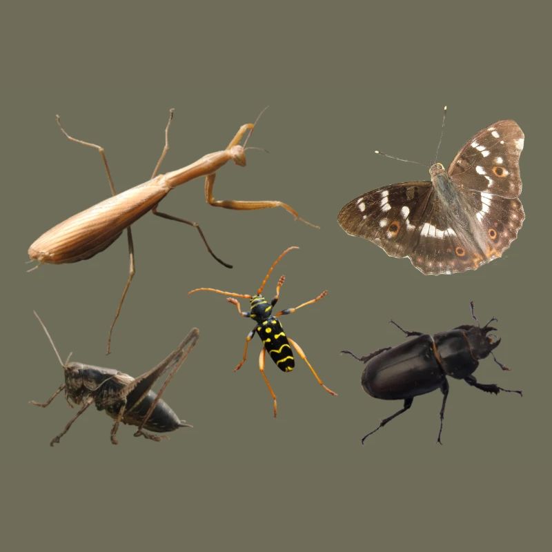 Insects