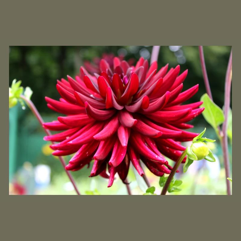 Dahlia Fleur Rouge, Fleur