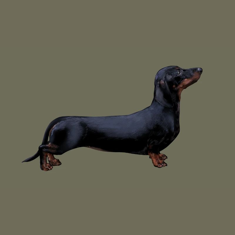 Dackel