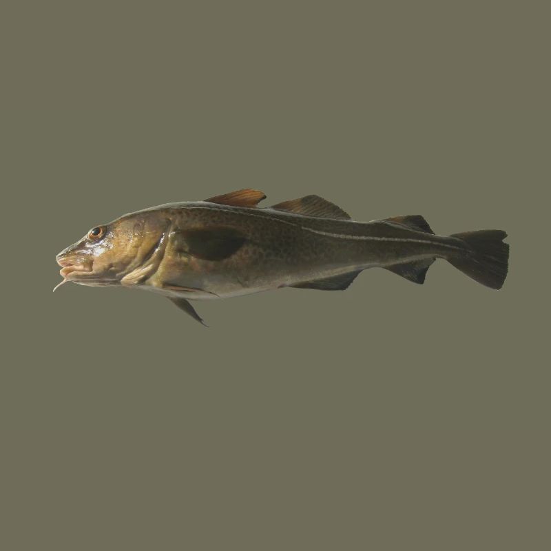 cod
