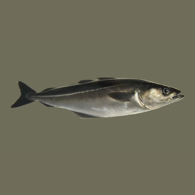 Fisch Pollack