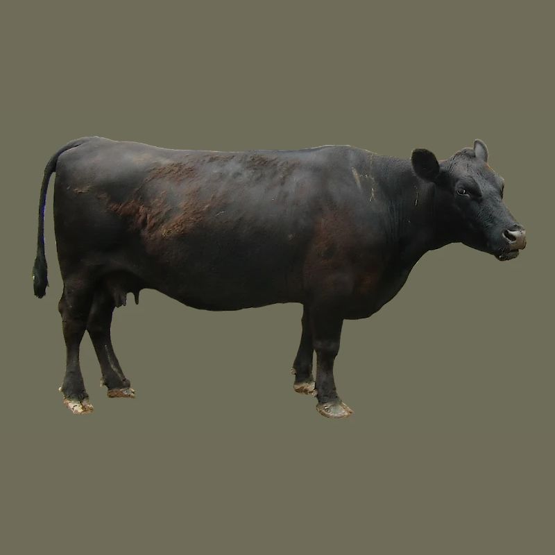 Beef black