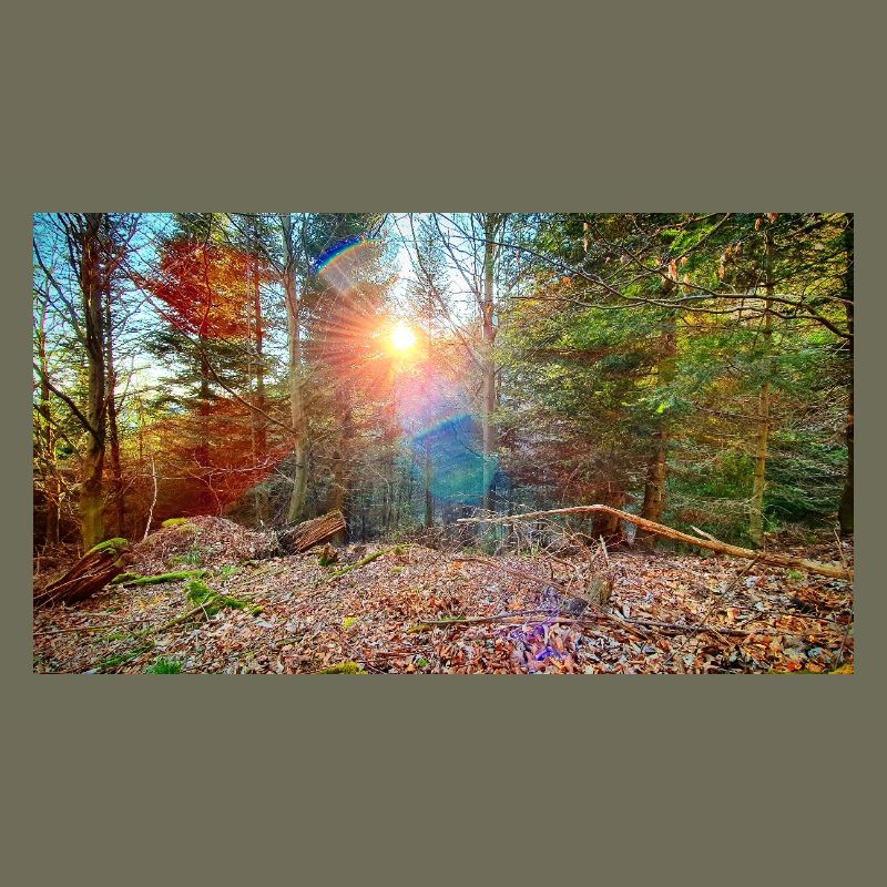 Lumière du soleil dans la forêt d’automne