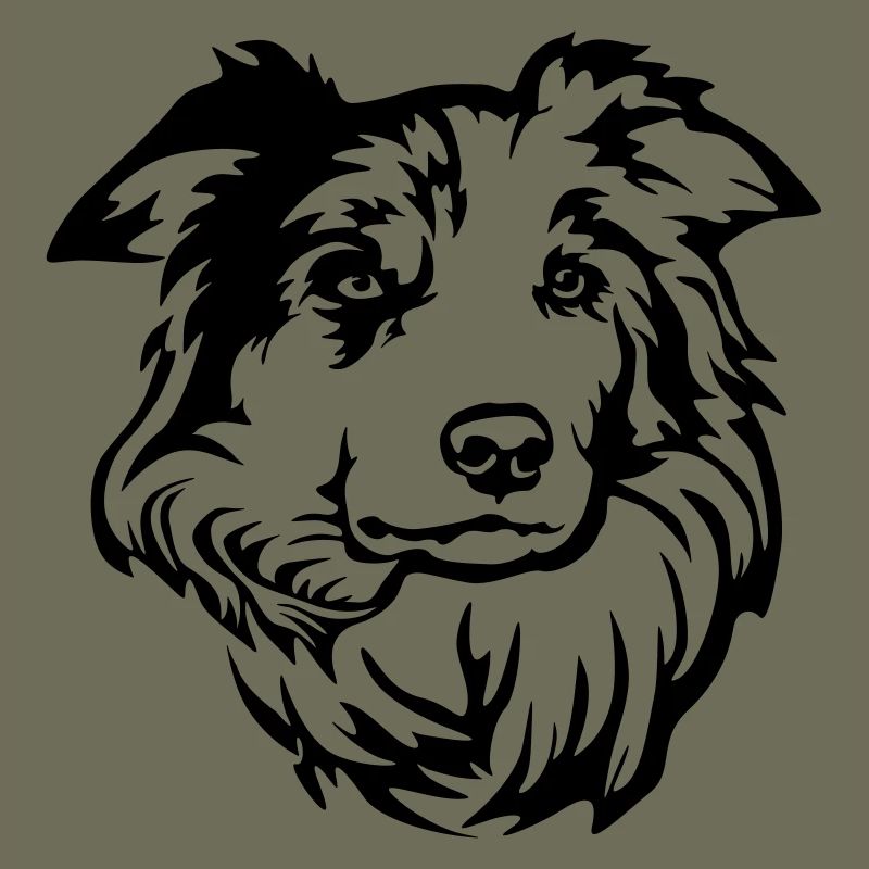 Border Collie Head