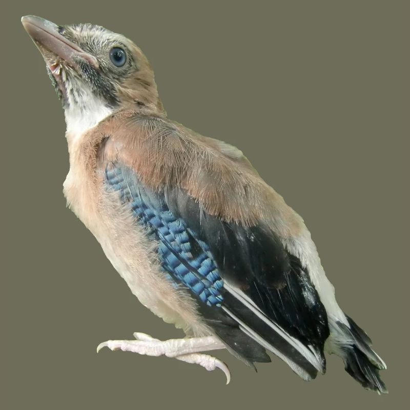 Eichelhäher Jungvogel