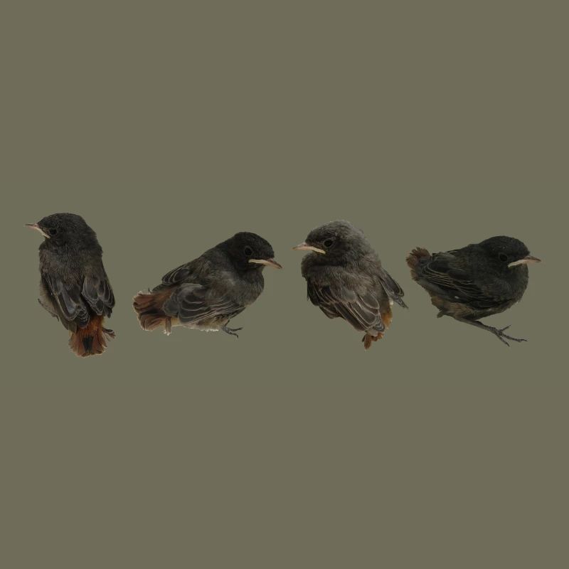Hausrotschwänzchen Ästlinge
