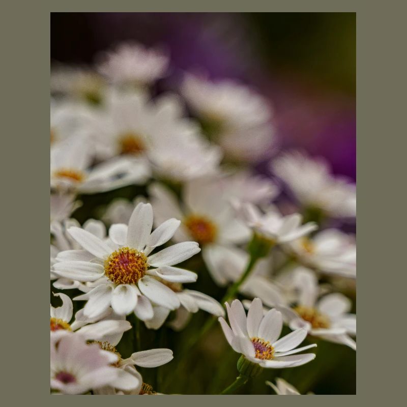 Gänseblümchen Blumen