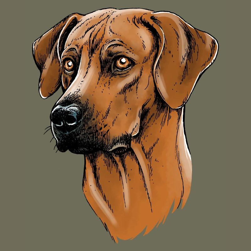 Rhodesian Ridgeback