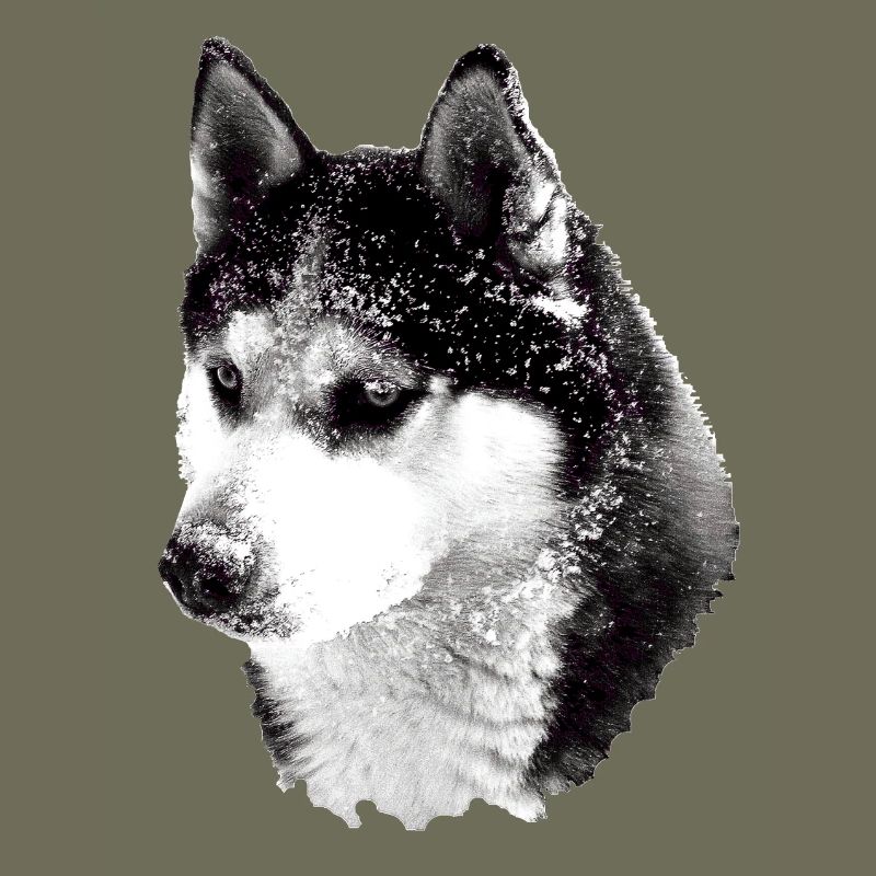 Husky head big