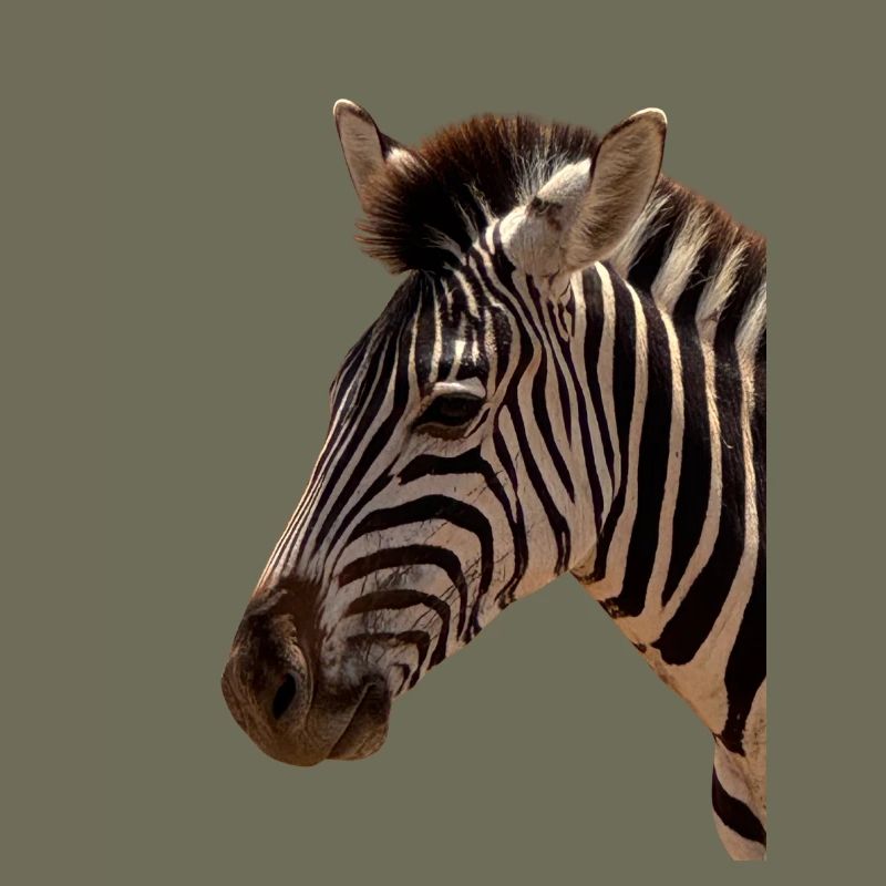 Zebra Kopf 