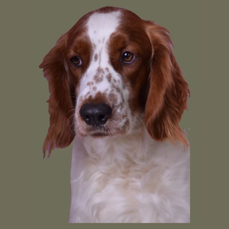 Welsh Springer Spaniel