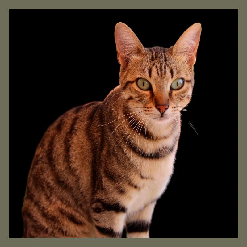 Chat chat chaton doux
