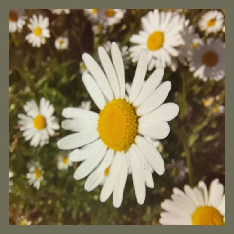 Gänseblümchen Sonnenlicht