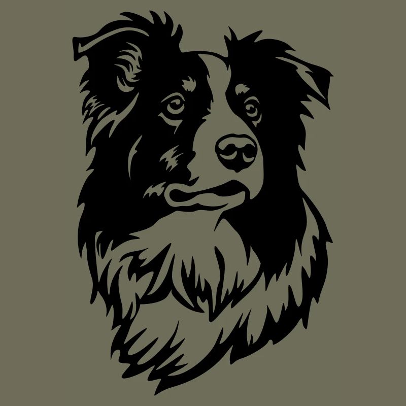 Border Collie Head