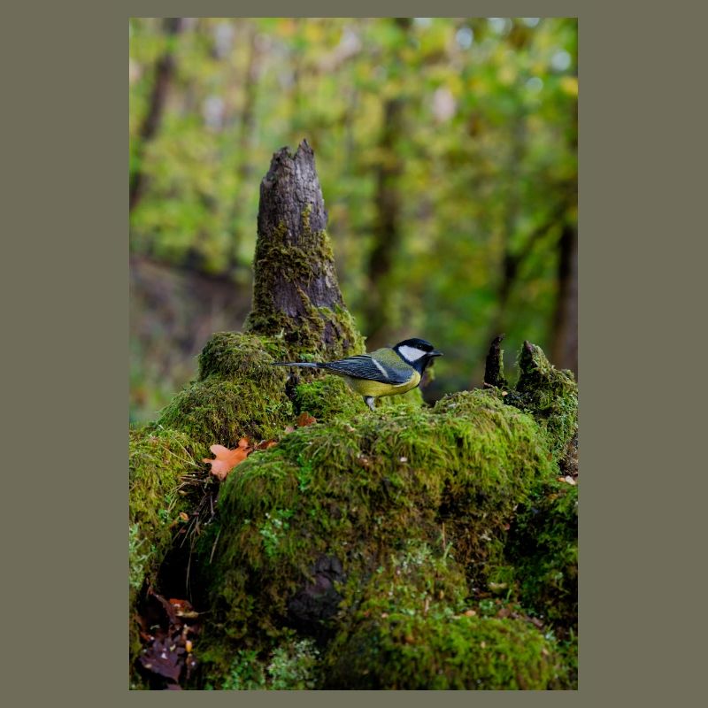 Oiseau de forêt moussu dans une clairière tranquille