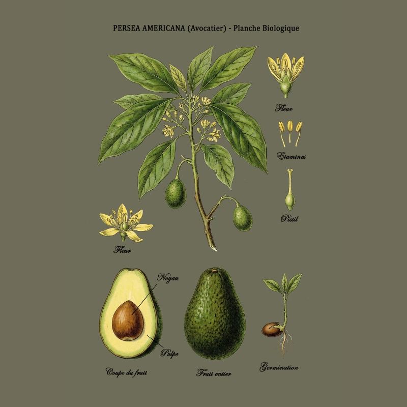 Botanical Board Avocado Tree Naturstudie