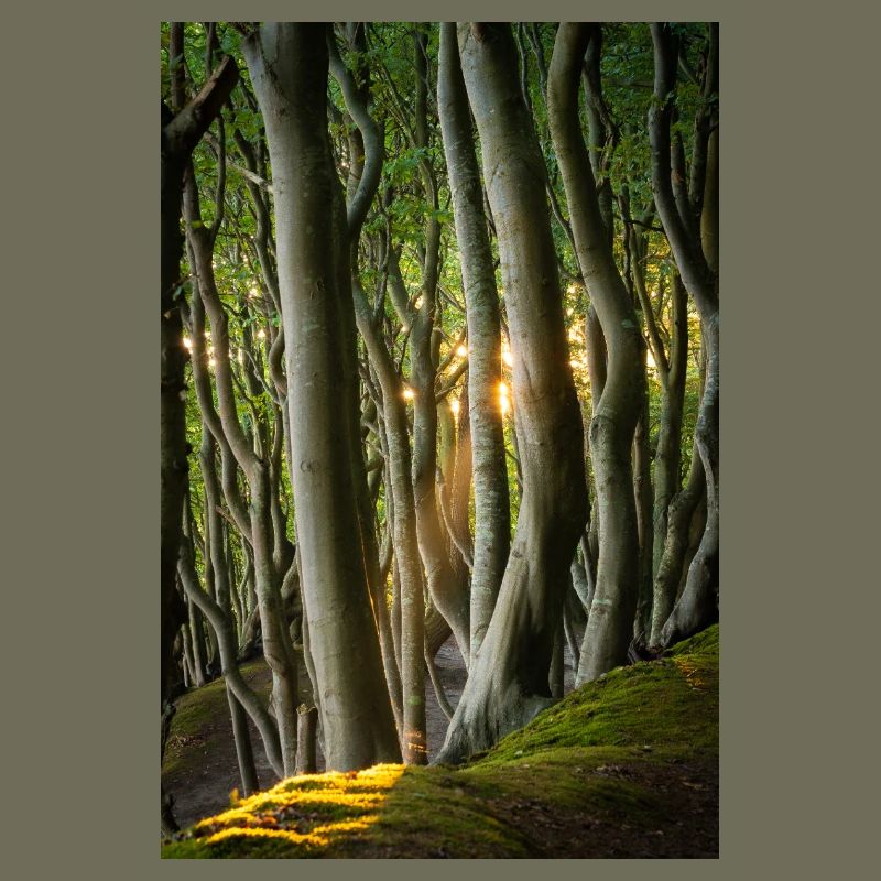 Bäume Licht der Sonne