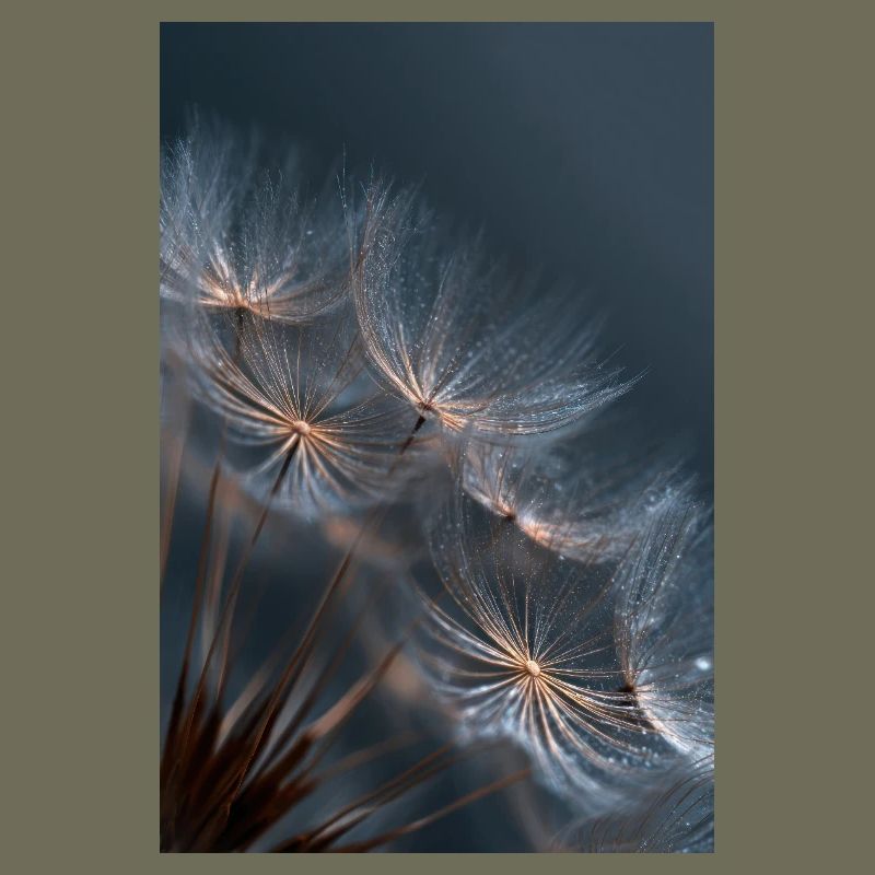 Dandelion Dewlight